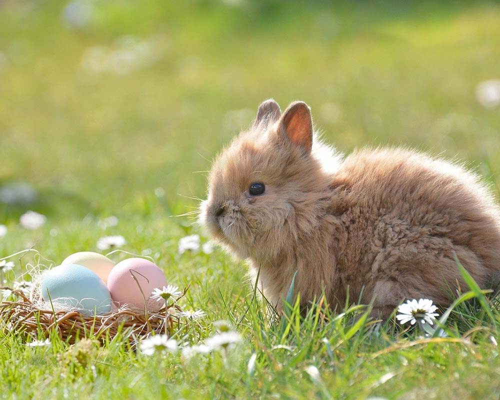 easter-2197043_1280